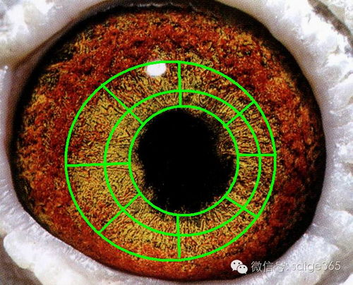 鴿眼適應圈與光學儀器
